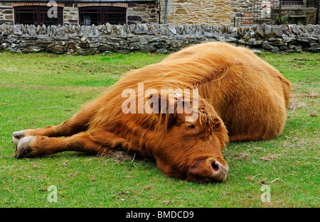 ein Haustier Highland Kuh an eine Mosterei in der Nähe von Truro in Cornwall, Großbritannien Stockfoto