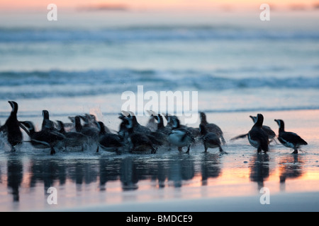 Magellan-Pinguin, Magellanic Penguin, Spheniscus Magellanicus Gruppe Überschrift zum Meer im Sonnenuntergang Stockfoto