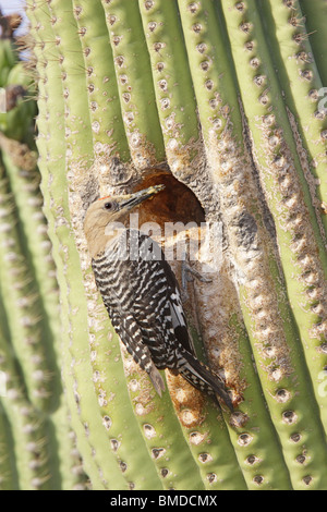 Gila WoodpeckerAdult männlichen an Bruthöhle in Saguaro Kaktus. Stockfoto