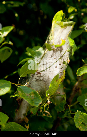 Web ein Hermelin-Moth, Yponomeuta Arten, wahrscheinlich eine Spindel Hermelin Moth Yponomeuta Cagnagella mit Raupen im Inneren. Stockfoto