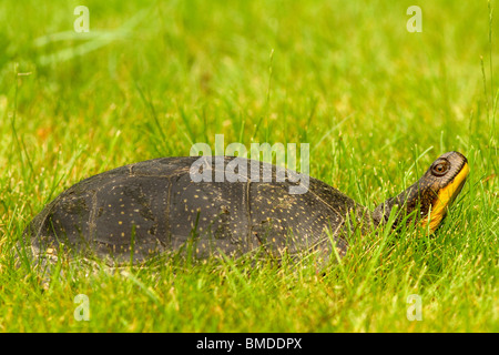 Blandings Schildkröte Stockfoto