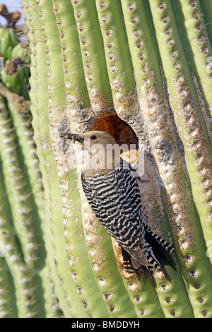 Gila WoodpeckerAdult weibliche an Bruthöhle in Saguaro Kaktus. Stockfoto