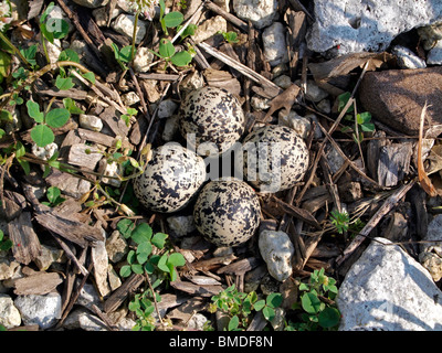 Killdeer Nest mit Eiern Stockfoto