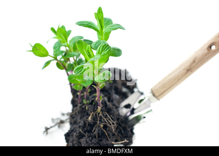 kleiner grüner Minze Sprossen mit Schaufel auf weißem Hintergrund Stockfoto