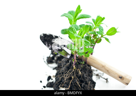 kleiner grüner Minze Sprossen mit Schaufel isoliert auf weißem Hintergrund Stockfoto