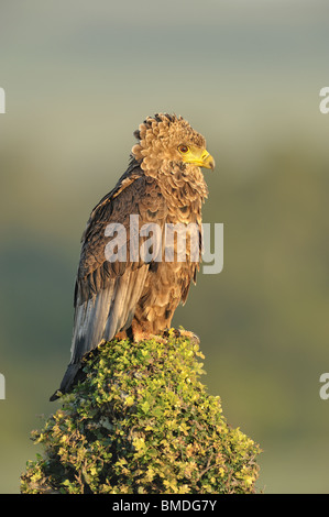 Unreife Bateleur Adler, Terathopius Ecaudatus, Masai Mara National Reserve, Kenia Stockfoto