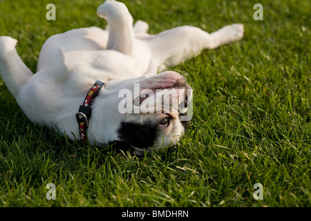 Französische Bulldogge Rollen auf dem Rasen Stockfoto