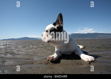 Porträt von französische Bulldogge am Strand liegen Stockfoto