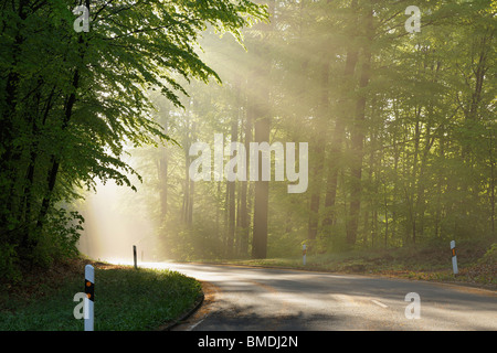 Straße durch Wald, Spessart, Bayern, Deutschland Stockfoto