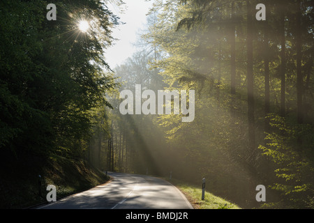 Straße durch Wald, Spessart, Bayern, Deutschland Stockfoto