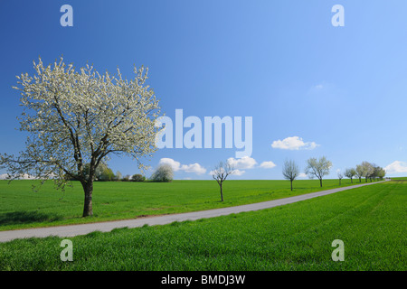 Blühende Kirschbäume Weg im Frühling, Vielbrunn, Odenwald, Hessen, Deutschland Stockfoto