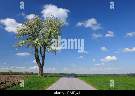 Blühenden Kirschbaum Weg im Frühling, Vielbrunn, Odenwald, Hessen, Deutschland Stockfoto