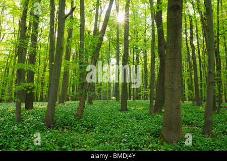 Buchenwald im Frühjahr, Nationalpark Hainich, Thüringen, Deutschland Stockfoto