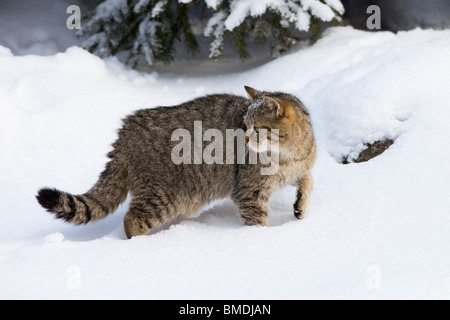 Porträt der Europäischen Wildkatze Stockfoto