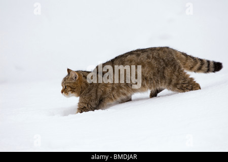 Porträt der Europäischen Wildkatze Stockfoto