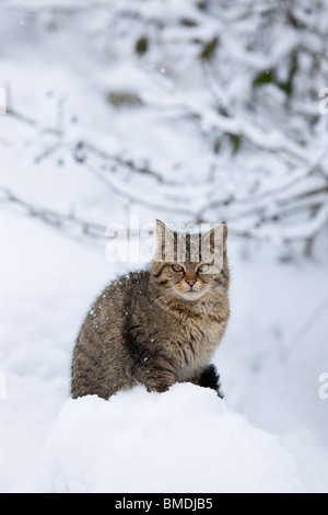 Porträt des jungen Europäische Wildkatze Stockfoto