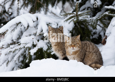 Porträt der Europäischen Wildkatze Stockfoto