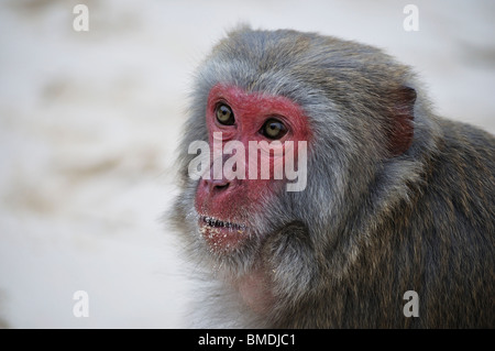 Monkey, Monkey Island, Halong Bay, Provinz Quang Ninh, Vietnam Stockfoto