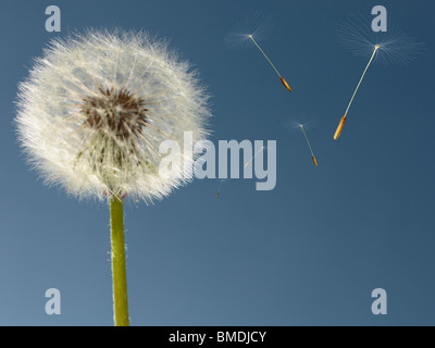 Löwenzahn Kopf hautnah mit Digital hinzugefügt Samen, umrahmt von einem wolkenlosen blauen Himmel. Stockfoto