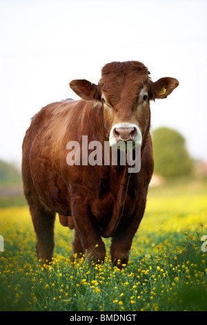 Braune Kuh in Daisy-Feld Stockfoto