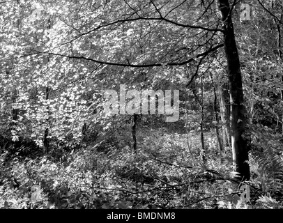 Herbst (Herbst) in Strid Wood, Bolton Abbey, North Yorkshire, England, Stockfoto