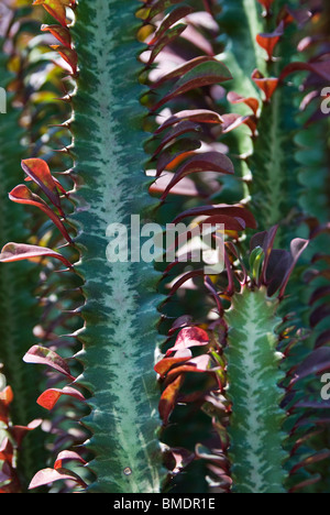 Nahaufnahme von Euphorbia Trigona Stiele Stockfoto