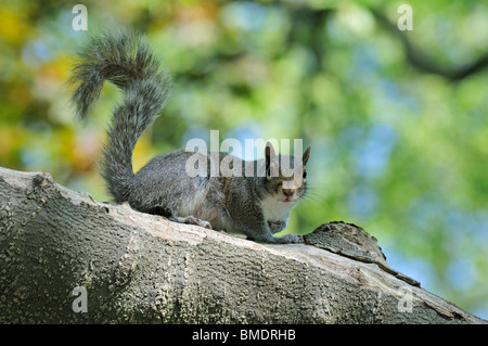 Graue Eichhörnchen (Sciurus Caroliniensis), London, Vereinigtes Königreich Stockfoto