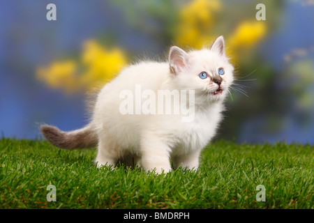 Heiligen Katze von Birma, Kätzchen, 7 Wochen / Birma Stockfoto