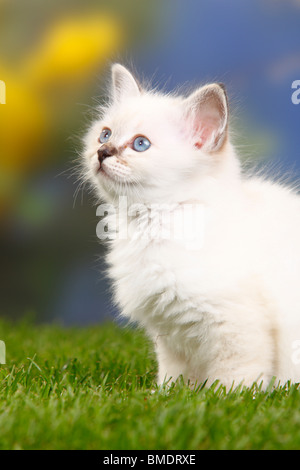 Heiligen Katze von Birma, Kätzchen, 7 Wochen / Birma Stockfoto