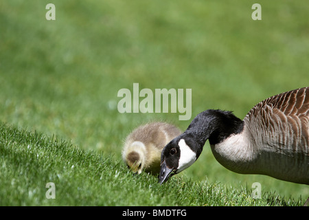 Kanada-Gans und Gosling, Branta Canadensis, Fütterung Stockfoto