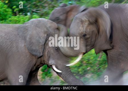 Zwei afrikanischen Elefantenbullen kämpfen (Loxodonta Africana) im Chobe Nationalpark in Botswana. Stockfoto