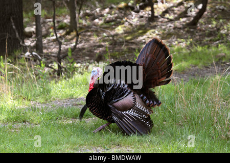Wilder Truthahn Puten Meleagris Gallopavo männlich in der Zucht Gefieder Stockfoto