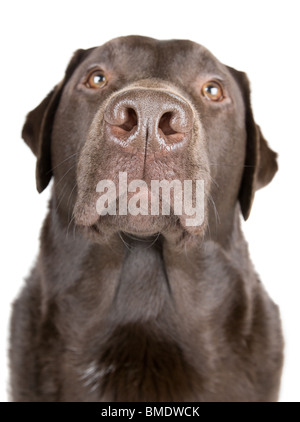 Schöne Studioaufnahme von Chocolate Labrador vor weißem Hintergrund Stockfoto