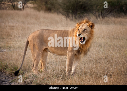 Ein reifer männlicher Löwe (Panthera Leo) in der Savuti Region von Botswana Stockfoto