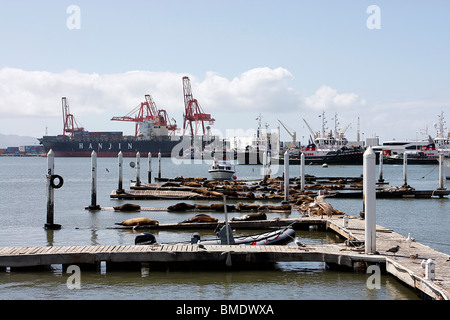 Dichtungen in der Sonne auf der Mole im Hafen von Ensenada, Mexiko Stockfoto