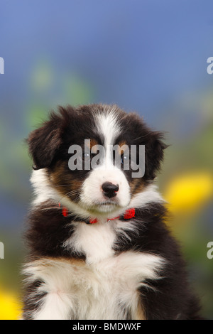 Australian Shepherd, Welpen, 7 Wochen, Black-tri Stockfoto