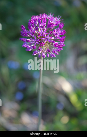 Eine violette Allium aflatunense Blume, Hampshire, England, Vereinigtes Königreich. Stockfoto