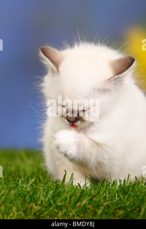 Heiligen Katze von Birma, Kätzchen, 7 Wochen / Birma Stockfoto