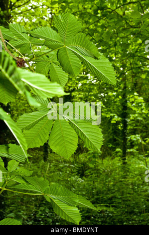 Frische Rosskastanie Blatt im Frühjahr Stockfoto