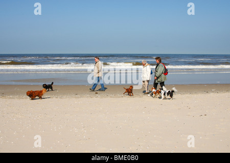 Menschen und Cavalier King Charles Spaniel ein Spaziergang am Strand, Insel Texel, Niederlande Stockfoto