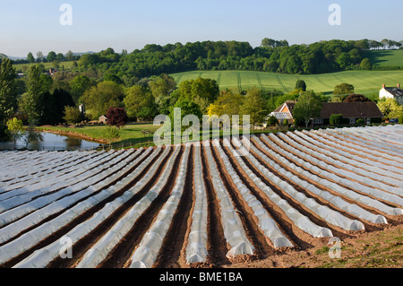 Landschaft mit kommerziellen Polyäthylen Tunnel Cloches, Herefordshire, England, UK Stockfoto