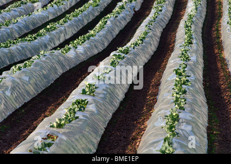 Kommerzielle Polyäthylen Tunnel Cloches, Herefordshire, England, UK Stockfoto