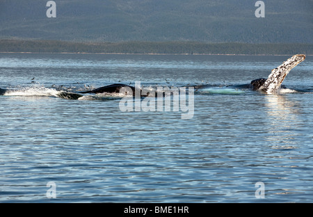 Hering, springen aus dem Wasser zu vermeiden, eine Herde von Blase netting Buckelwale in Alaska Stockfoto