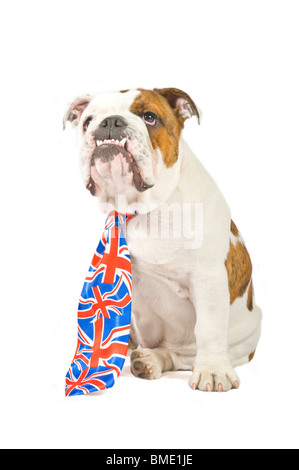 Eine 6 Monate alte britische Bulldogge mit Union Jack Krawatte reinweiß (255rgb) im Hintergrund. Stockfoto