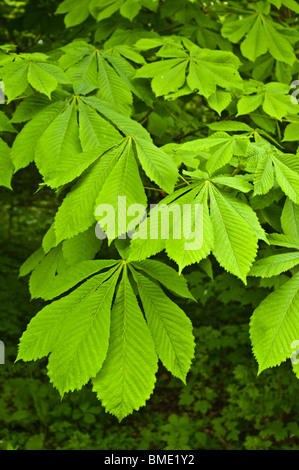 Junge Frühling Blätter der Rosskastanie (Aesculus Hippocastanum) Stockfoto