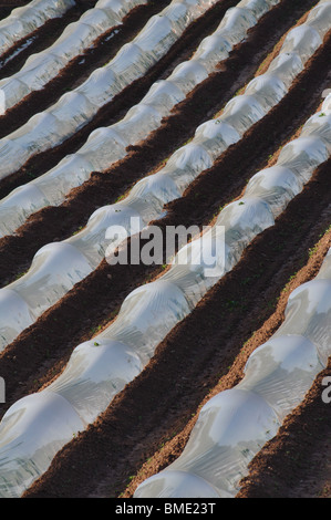 Kommerzielle Polyäthylen Tunnel Cloches, Herefordshire, England, UK Stockfoto