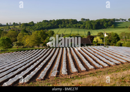 Landschaft mit kommerziellen Polyäthylen Tunnel Cloches, Herefordshire, England, UK Stockfoto