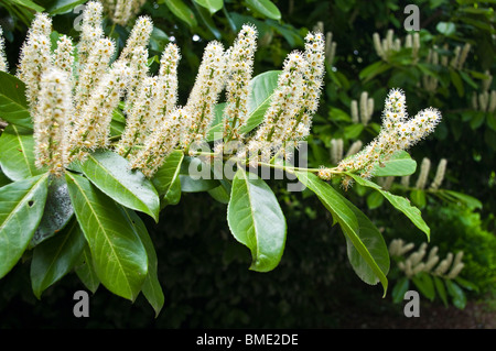 Blumen der Kirschlorbeer (Prunus Laurocerasus) Stockfoto
