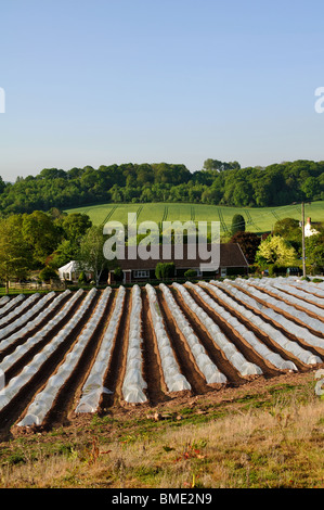 Landschaft mit kommerziellen Polyäthylen Tunnel Cloches, Herefordshire, England, UK Stockfoto