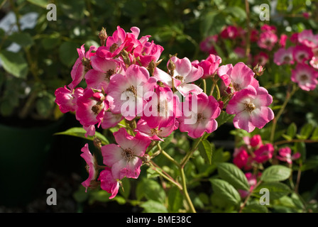 Rosa "Cluster geblüht" Rosa Hybrid Musk Rose "Mozart" Stockfoto